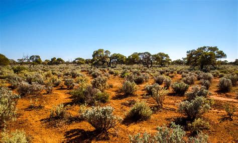 The Great Desert .
